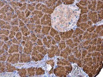 Immunohistochemistry (Formalin/PFA-fixed paraffin-embedded sections) - Anti-Carboxypeptidase B/CPB antibody (AB153716), expandable thumbnail