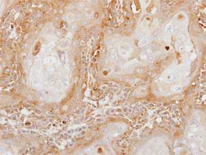 Immunohistochemistry (Formalin/PFA-fixed paraffin-embedded sections) - Anti-Carboxypeptidase B/CPB antibody (ab153716), expandable thumbnail
