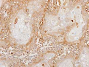 Immunohistochemistry (Formalin/PFA-fixed paraffin-embedded sections) - Anti-Carboxypeptidase B/CPB antibody (AB153716)