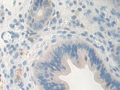 Immunohistochemistry (Formalin/PFA-fixed paraffin-embedded sections) - Anti-Carboxypeptidase B/CPB antibody (AB231536)