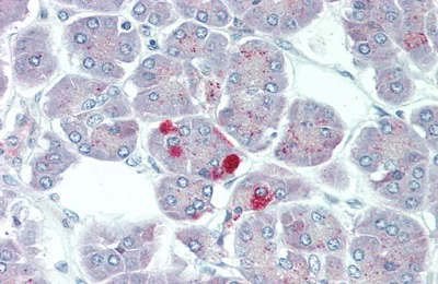 Immunohistochemistry (Formalin/PFA-fixed paraffin-embedded sections) - Anti-Carboxypeptidase B/CPB antibody (AB231536)