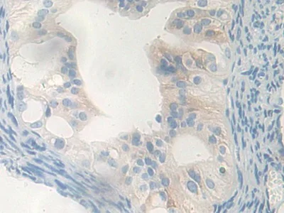 Immunohistochemistry (Formalin/PFA-fixed paraffin-embedded sections) - Anti-Carboxypeptidase B/CPB antibody (AB231536)