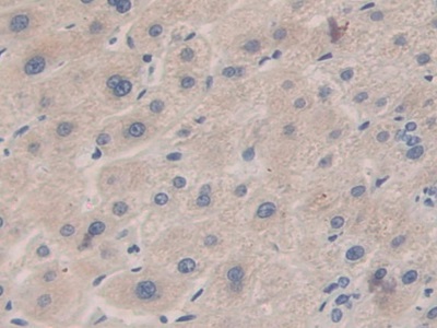 Immunohistochemistry (Formalin/PFA-fixed paraffin-embedded sections) - Anti-Carboxypeptidase B/CPB antibody (ab232874), expandable thumbnail