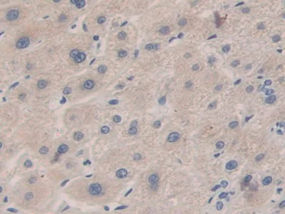 Immunohistochemistry (Formalin/PFA-fixed paraffin-embedded sections) - Anti-Carboxypeptidase B/CPB antibody (AB232874)