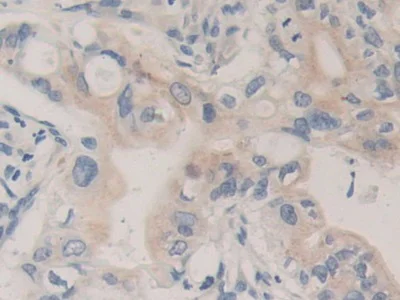 Immunohistochemistry (Formalin/PFA-fixed paraffin-embedded sections) - Anti-Carboxypeptidase B/CPB antibody (AB232874)