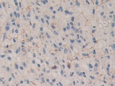Immunohistochemistry (Formalin/PFA-fixed paraffin-embedded sections) - Anti-Carboxypeptidase B/CPB antibody (AB232874), expandable thumbnail