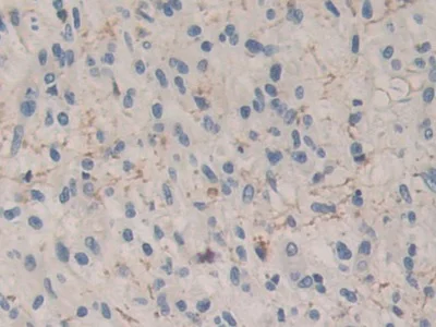 Immunohistochemistry (Formalin/PFA-fixed paraffin-embedded sections) - Anti-Carboxypeptidase B/CPB antibody (AB232874)