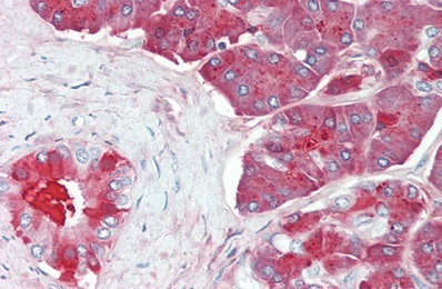 Immunohistochemistry (Formalin/PFA-fixed paraffin-embedded sections) - Anti-Carboxypeptidase B/CPB antibody (AB232874), expandable thumbnail