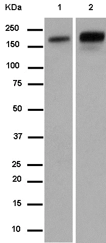 Western blot - Anti-Carboxypeptidase D/CPD antibody [EPR14811] - BSA and Azide free (AB250801)