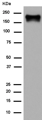 Western blot - Anti-Carboxypeptidase D/CPD antibody [EPR14811] - BSA and Azide free (AB250801)