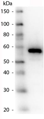 Western blot - Anti-Carboxypeptidase Y antibody (AB181691)