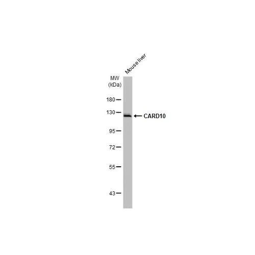 Western blot - Anti-CARD10 antibody [HL2261] (AB317181)