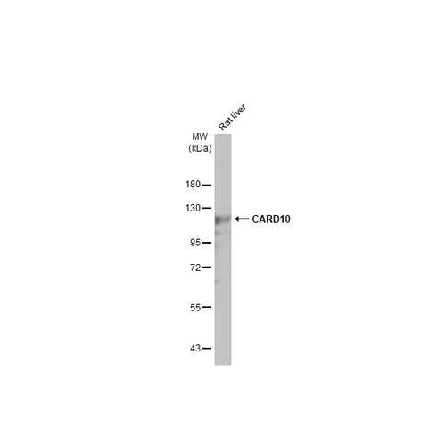 Western blot - Anti-CARD10 antibody [HL2261] (AB317181)