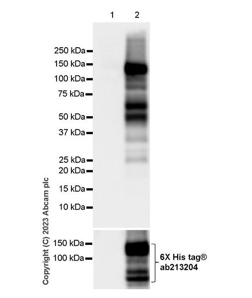 Western blot - Anti-CARD14 antibody [EPR27457-65] (AB315088), expandable thumbnail
