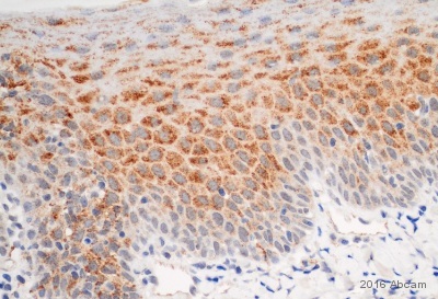 Immunohistochemistry (Formalin/PFA-fixed paraffin-embedded sections) - Anti-CARD15/NOD2 antibody [2D9] (AB31488), expandable thumbnail