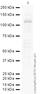 Western blot - Anti-CARD15/NOD2 antibody [2D9] (AB31488), expandable thumbnail