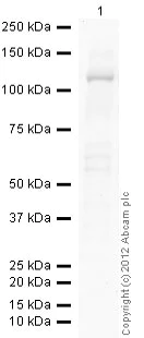 Western blot - Anti-CARD15/NOD2 antibody [2D9] (AB31488)