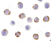 Immunocytochemistry - Anti-CARD15/NOD2 antibody (AB115542)