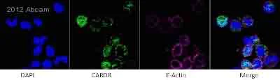 Immunocytochemistry/ Immunofluorescence - Anti-CARD8 antibody (AB24186)