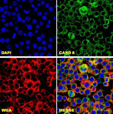 Immunocytochemistry/ Immunofluorescence - Anti-CARD8 antibody (AB24186)