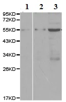 Western blot - Anti-CARD8 antibody - N-terminal (AB194585)