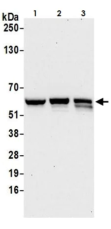 Western blot - Anti-CARD9 antibody (AB264412)