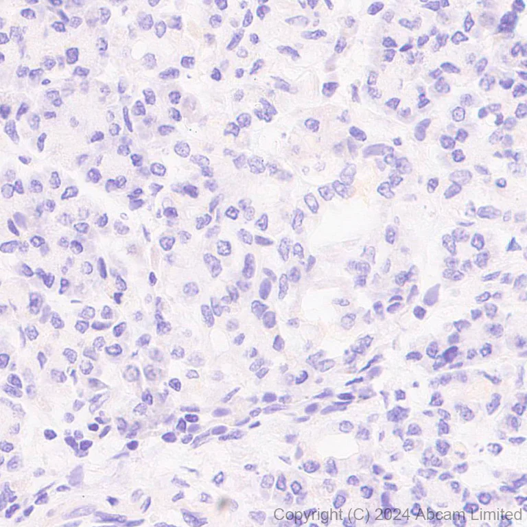 Immunohistochemistry (Formalin/PFA-fixed paraffin-embedded sections) - Anti-CARD9 antibody [EPR28960-64] - BSA and Azide free (AB324846)