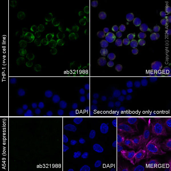 Immunocytochemistry/ Immunofluorescence - Anti-CARD9 antibody [EPR28960-70] - BSA and Azide free (AB321989)