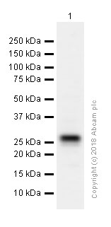 Western blot - Anti-Cardiac Troponin I antibody [EP1106Y] (AB52862)