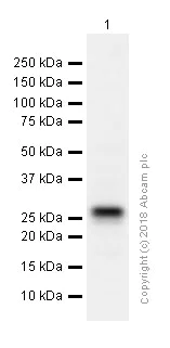Western blot - Anti-Cardiac Troponin I antibody [EP1106Y] (AB52862)