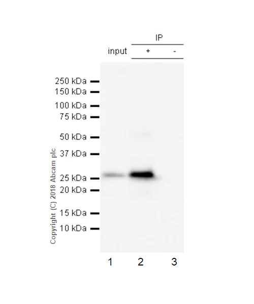 Immunoprecipitation - Anti-Cardiac Troponin I antibody [EP1106Y] - BSA and Azide free (AB182616)