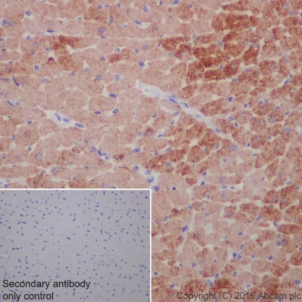Immunohistochemistry (Formalin/PFA-fixed paraffin-embedded sections) - Anti-Cardiac Troponin I antibody [EPR20307] - BSA and Azide free (AB223149)