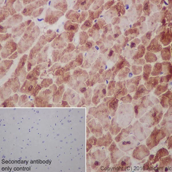 Immunohistochemistry (Formalin/PFA-fixed paraffin-embedded sections) - Anti-Cardiac Troponin I antibody [EPR20307] - BSA and Azide free (AB223149)