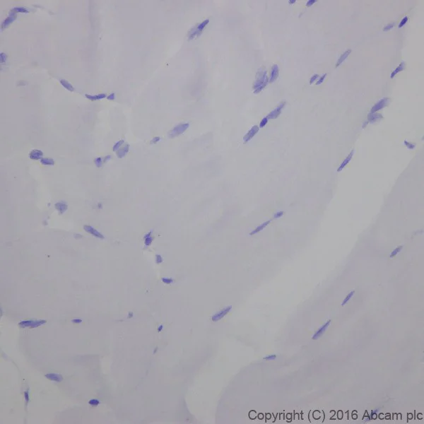 Immunohistochemistry (Formalin/PFA-fixed paraffin-embedded sections) - Anti-Cardiac Troponin I antibody [EPR20307] - BSA and Azide free (AB223149)