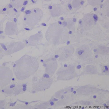 Immunohistochemistry (Formalin/PFA-fixed paraffin-embedded sections) - Anti-Cardiac Troponin I antibody [EPR20307] - BSA and Azide free (AB223149)