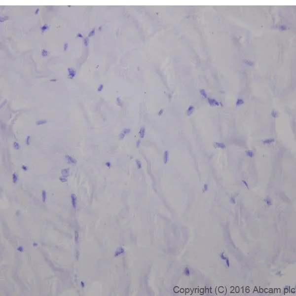 Immunohistochemistry (Formalin/PFA-fixed paraffin-embedded sections) - Anti-Cardiac Troponin I antibody [EPR20307] - BSA and Azide free (AB223149)