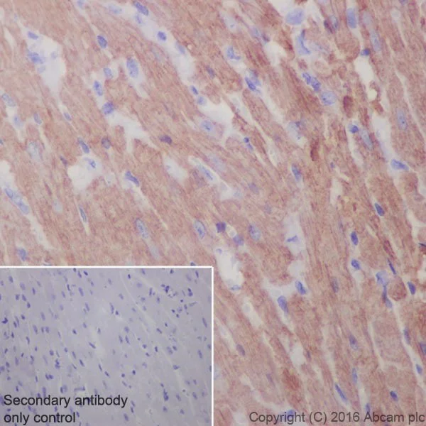 Immunohistochemistry (Formalin/PFA-fixed paraffin-embedded sections) - Anti-Cardiac Troponin I antibody [EPR20307] - BSA and Azide free (AB223149)