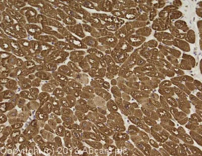 Immunohistochemistry (Formalin/PFA-fixed paraffin-embedded sections) - Anti-Cardiac Troponin I antibody [MF4] (AB38210)