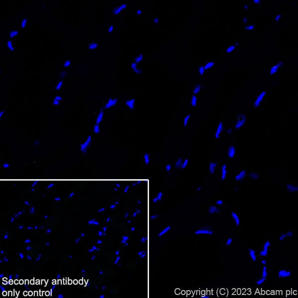 Immunohistochemistry (Frozen sections) - Anti-Cardiac Troponin I antibody [RM1073] (AB314912), expandable thumbnail