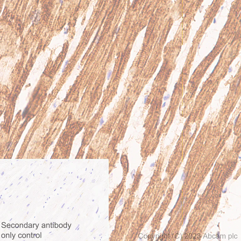 Immunohistochemistry (Formalin/PFA-fixed paraffin-embedded sections) - Anti-Cardiac Troponin I antibody [RM1073] - BSA and Azide free (AB314913)
