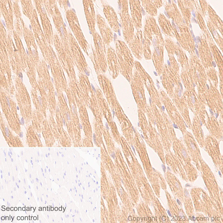 Immunohistochemistry (Formalin/PFA-fixed paraffin-embedded sections) - Anti-Cardiac Troponin I antibody [RM1073] - BSA and Azide free (AB314913)