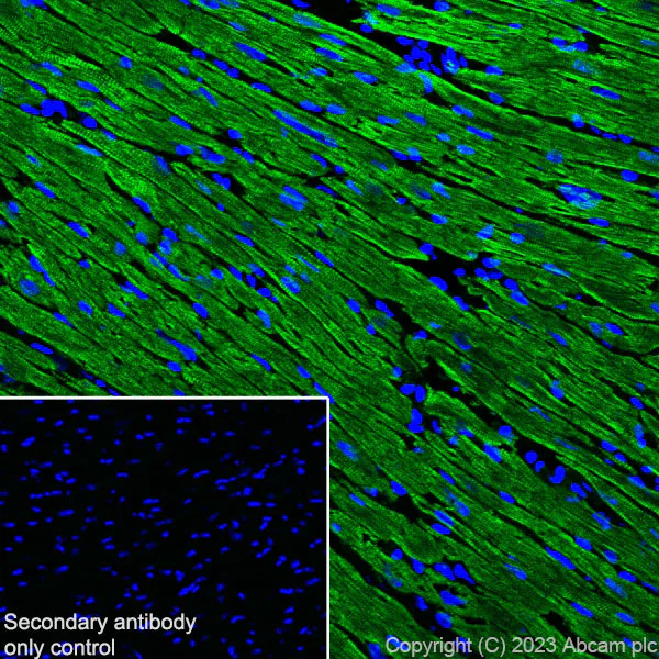 Immunohistochemistry (Frozen sections) - Anti-Cardiac Troponin I antibody [RM1073] - BSA and Azide free (AB314913)