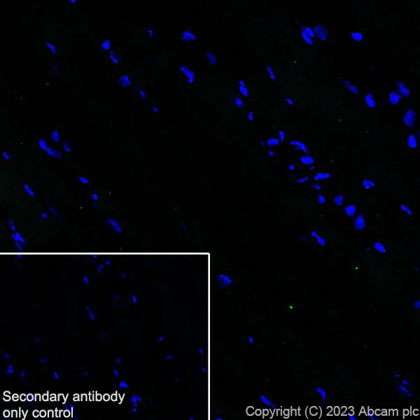 Immunohistochemistry (Frozen sections) - Anti-Cardiac Troponin I antibody [RM1073] - BSA and Azide free (AB314913)