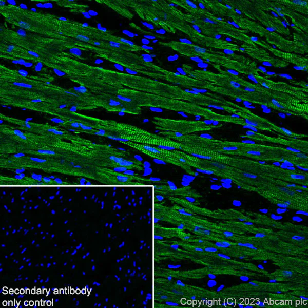 Immunohistochemistry (Frozen sections) - Anti-Cardiac Troponin I antibody [RM1073] - BSA and Azide free (AB314913)