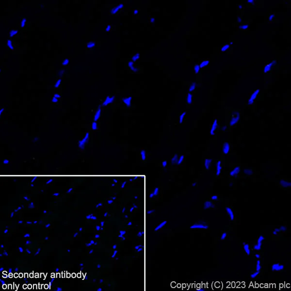 Immunohistochemistry (Frozen sections) - Anti-Cardiac Troponin I antibody [RM1073] - BSA and Azide free (AB314913)