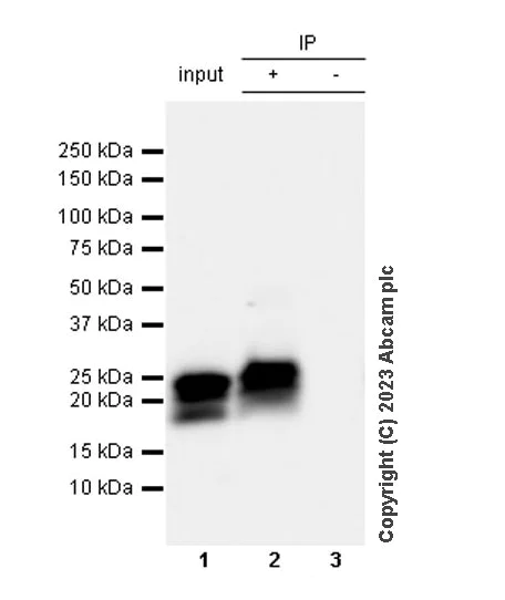 Immunoprecipitation - Anti-Cardiac Troponin I antibody [RM1073] - BSA and Azide free (AB314913)