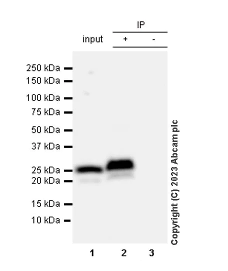 Immunoprecipitation - Anti-Cardiac Troponin I antibody [RM1073] - BSA and Azide free (AB314913)
