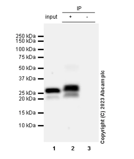 Immunoprecipitation - Anti-Cardiac Troponin I antibody [RM1073] - BSA and Azide free (AB314913)
