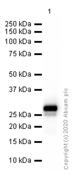 Western blot - Anti-Cardiac Troponin I (phospho S22 + S23) antibody [EPR1059(2)] (AB190697)