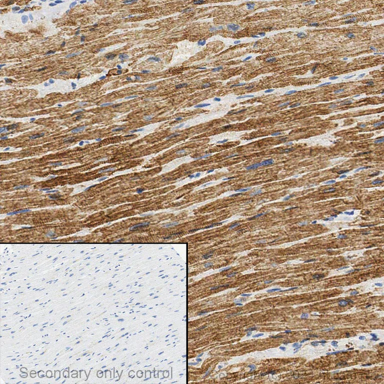 Immunohistochemistry - Anti-Cardiac Troponin T antibody (AB45932)